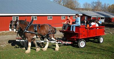 Team Donoli (horses pulling wagon)